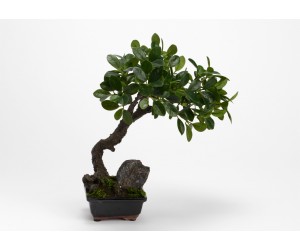 Plante artificielle bonsai contenant noir