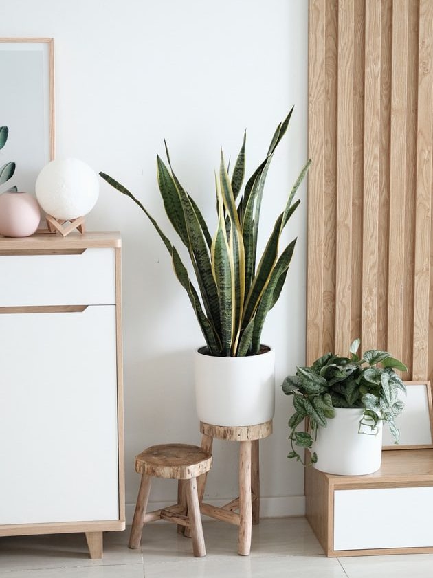 Plantes intérieur ambiance scandinave