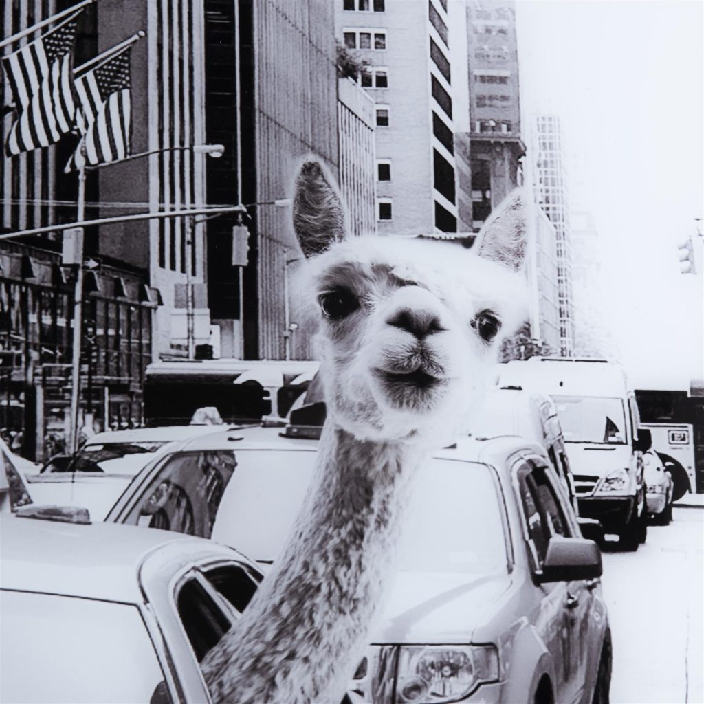 Tableau noir et blanc lama dans la ville