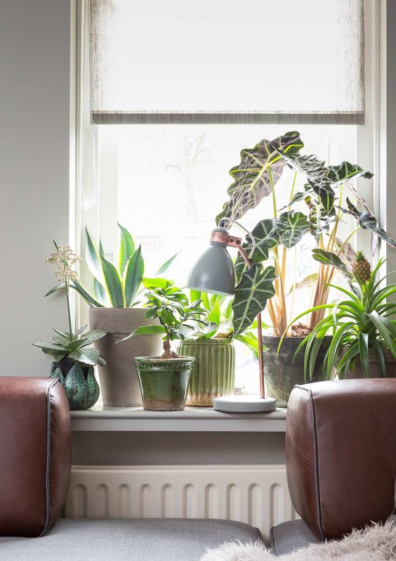 Rebord de fenêtre décoré avec des plantes 